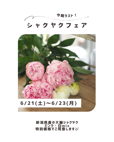 シャクヤクフェア第2弾開催します（6/21～23）