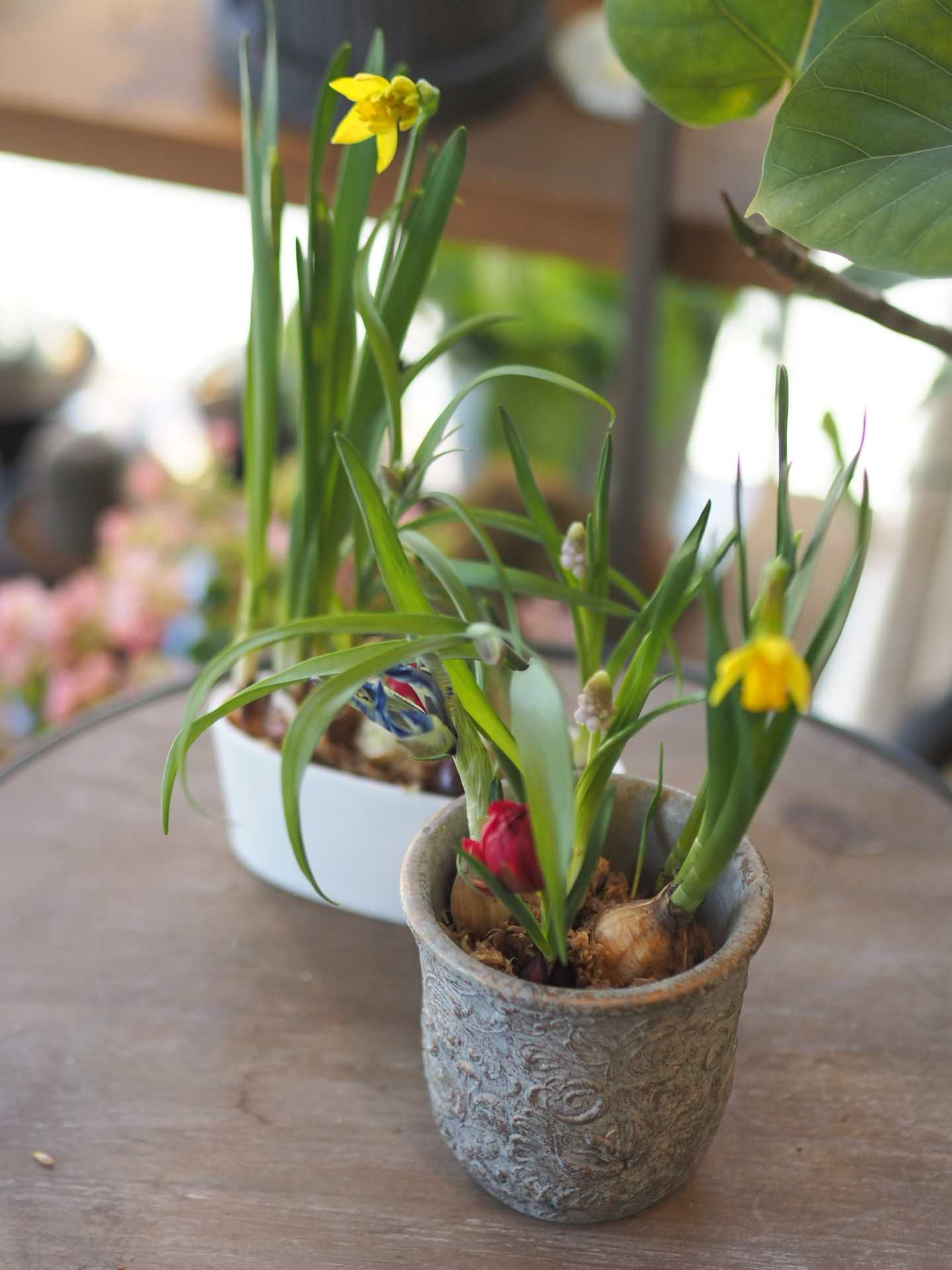 球根花入荷しました。