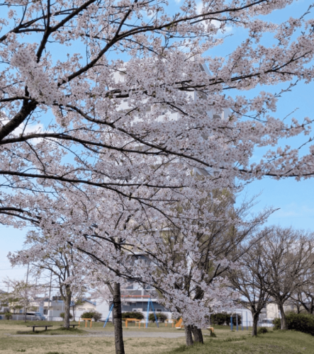 近所の桜満開♪ 心癒されて…