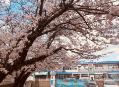 sakura2019youchien.jpg