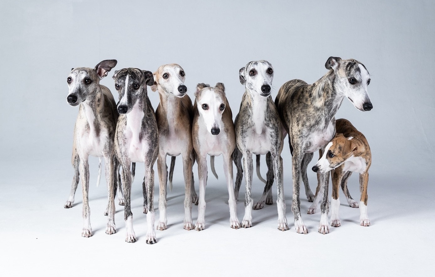 ウィペット専門犬舎
WP IPPUKU JP