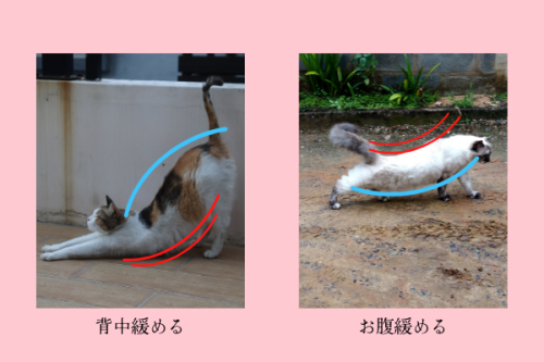 背中のばし (1).png