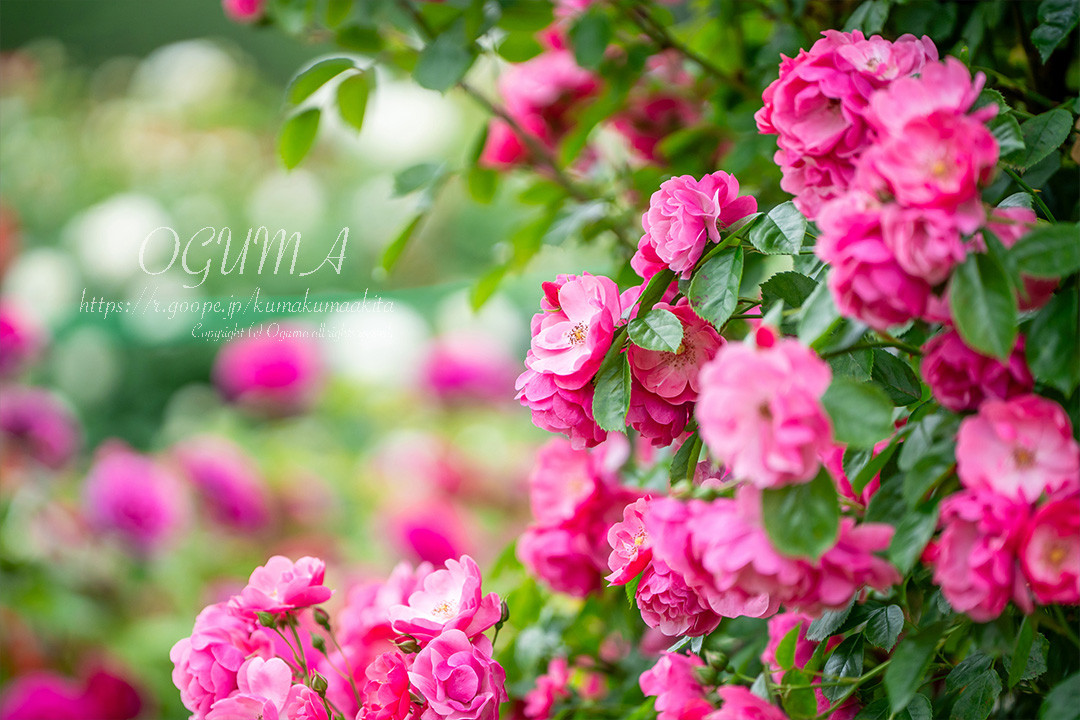 10月25日・26日　国花苑バラ撮影会ご案内