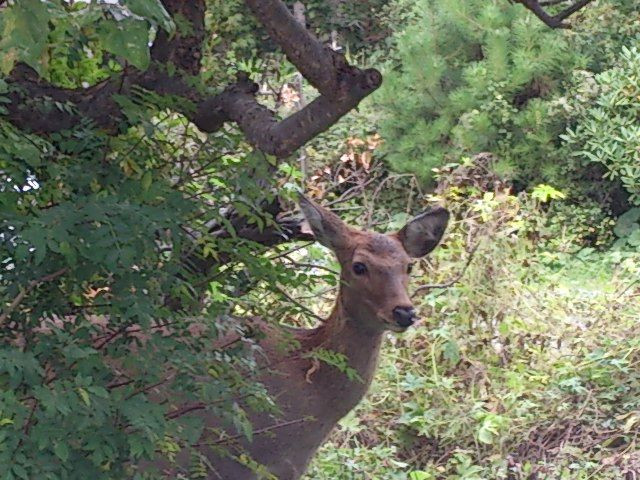 日本鹿