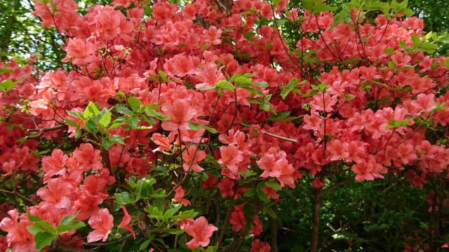 山躑躅の季節