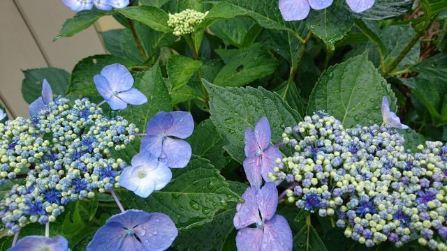 紫陽花
