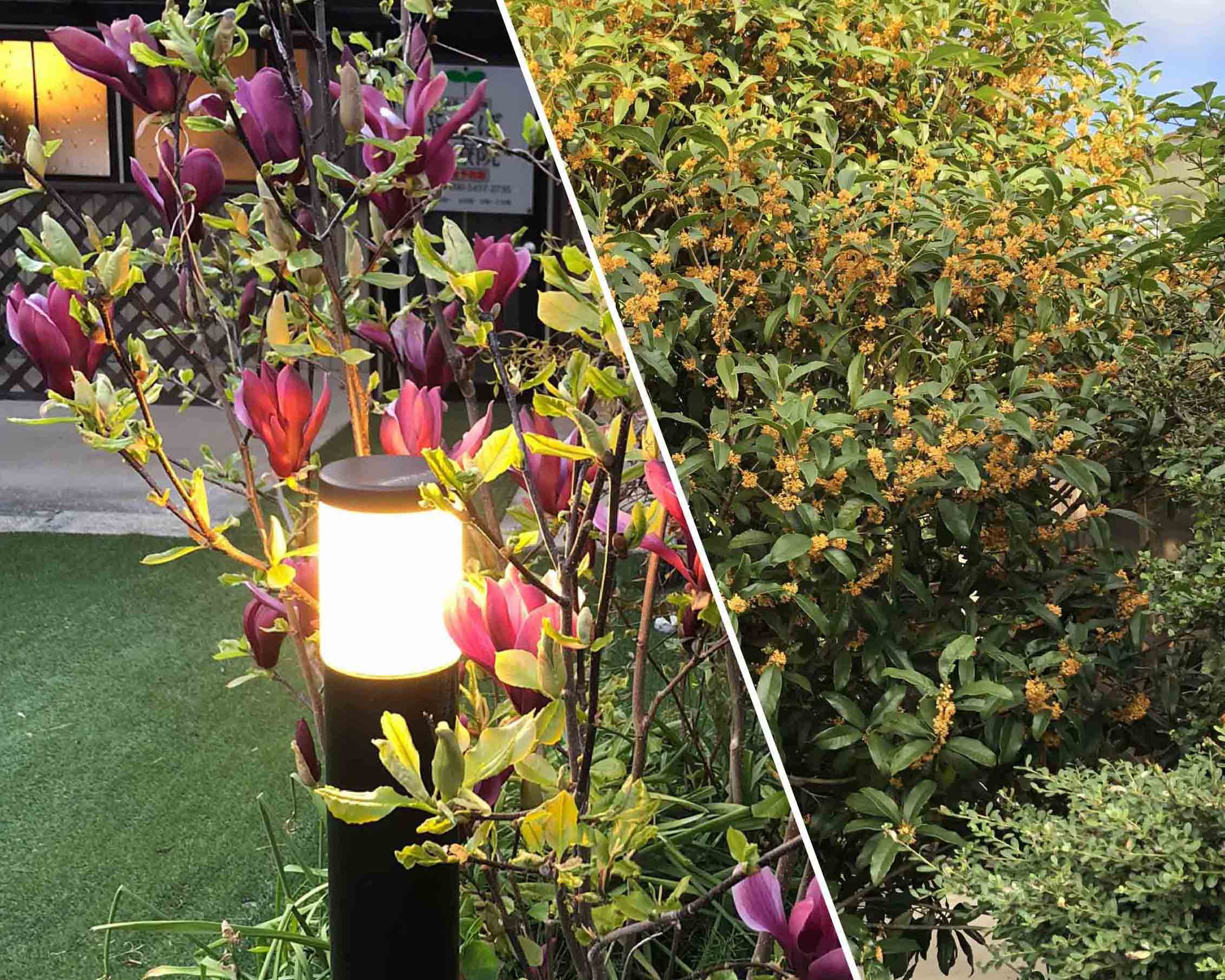 ふたばではさまざまな花が咲きます。5月はさつき、6月は木蓮、10月は金木犀の香りなどが利用者様をお出迎えしております。