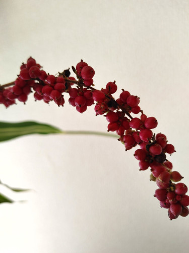 ブログ更新しました