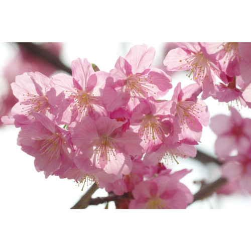 cherry.jpg