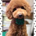 わんちゃん (60).jpg