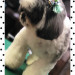 わんちゃん (45).jpg