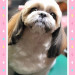 わんちゃん (36).jpg