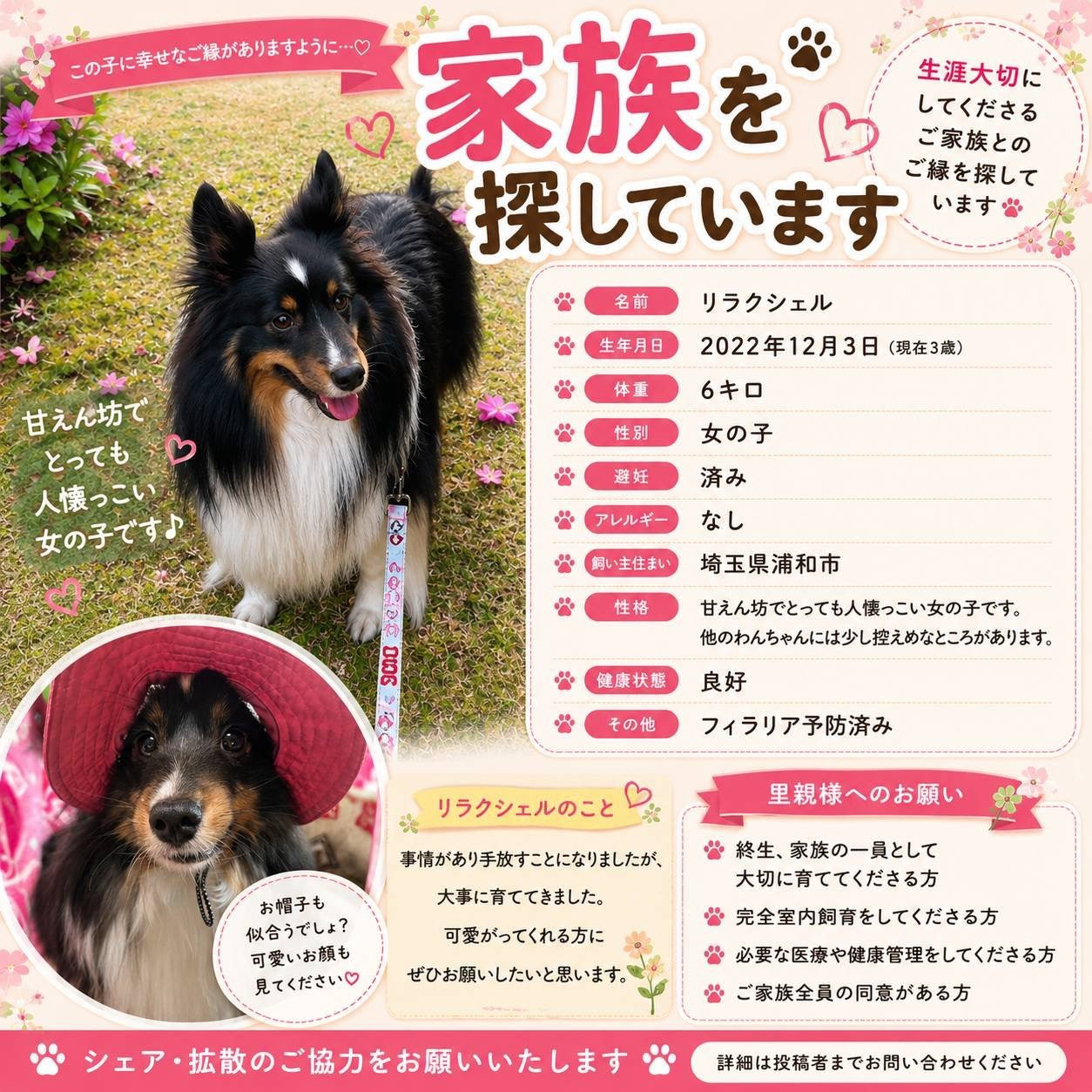 リラクシェルちゃんの新しいご家族を探しています