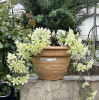 IMG_3805.jpeg