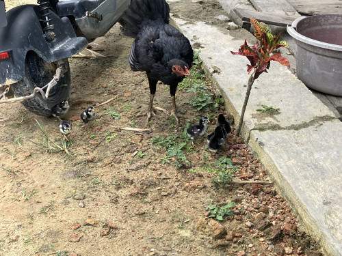 chiken2のコピー.jpg