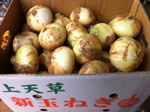 新玉ねぎ