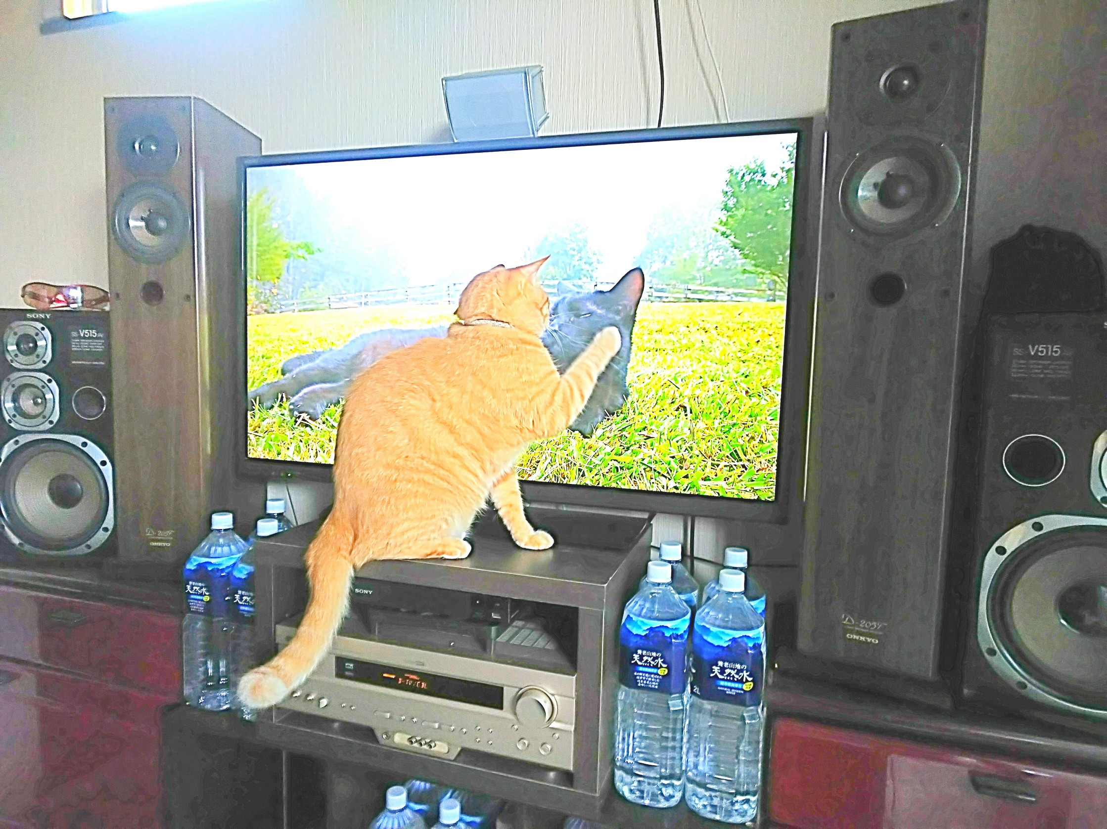 テレビを観る猫‼️