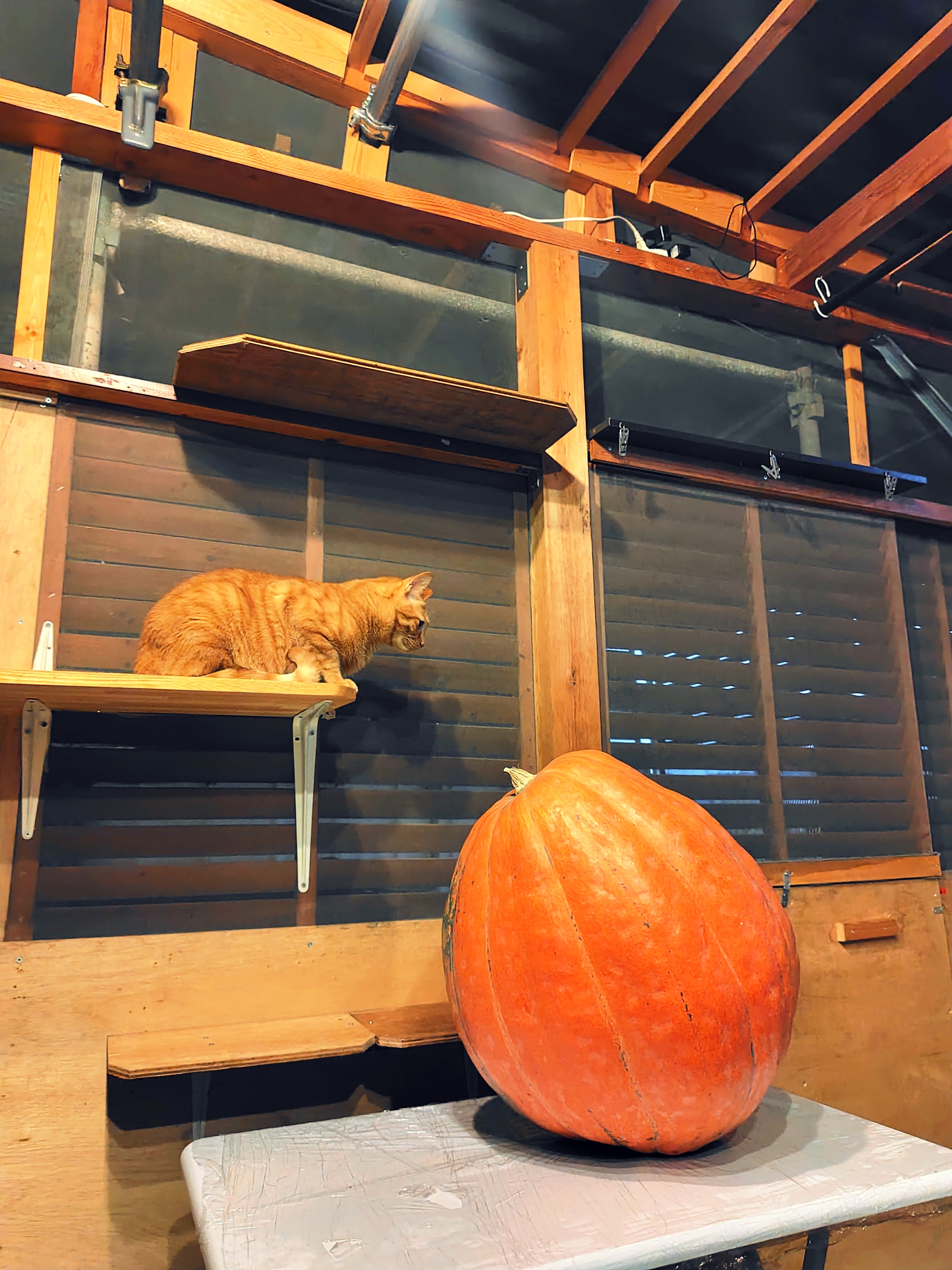 ハロウィンかぼちゃ👍