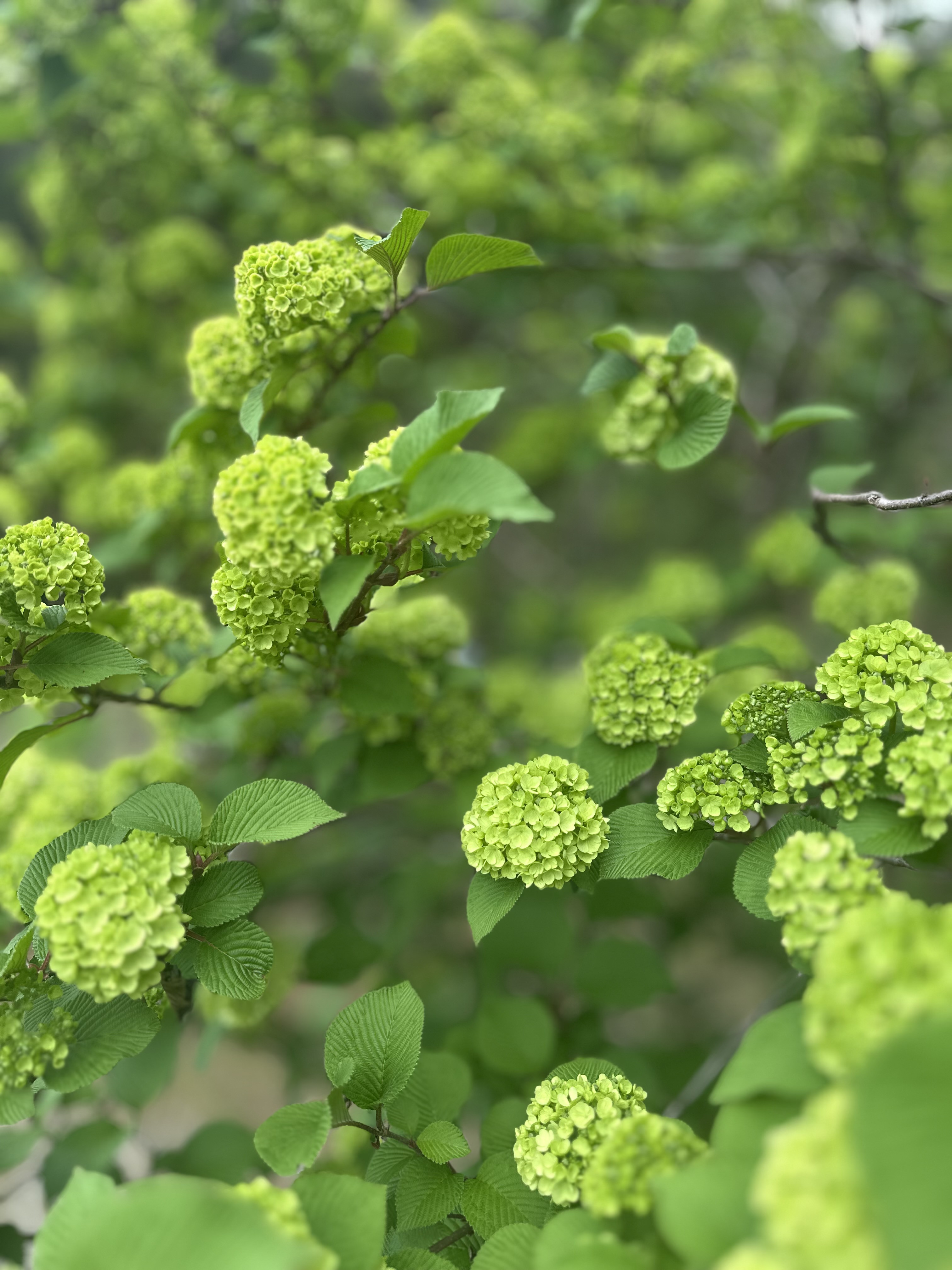 臨時休業のお知らせ