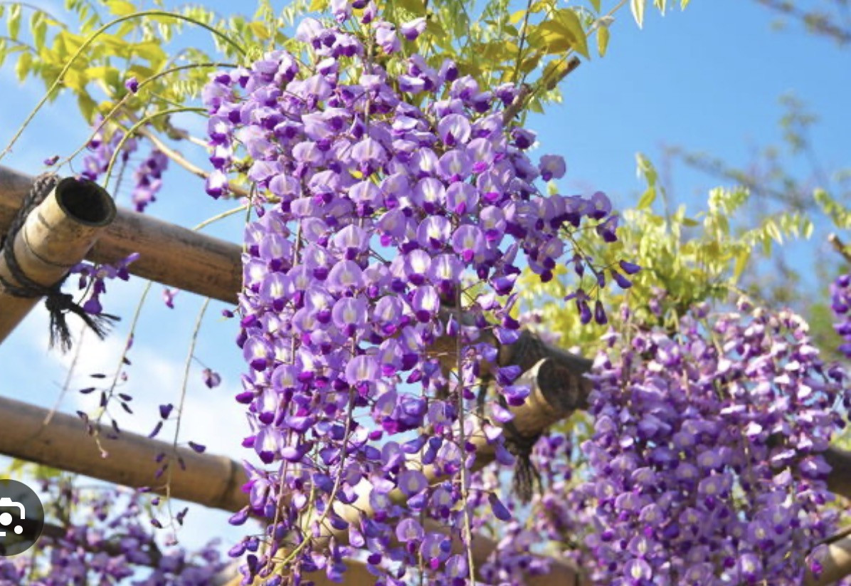 4/19日曜〜4/25土曜ご予約