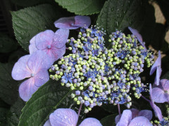 雨に紫陽花 (3)小.jpg