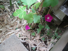 IMG_9198.JPG