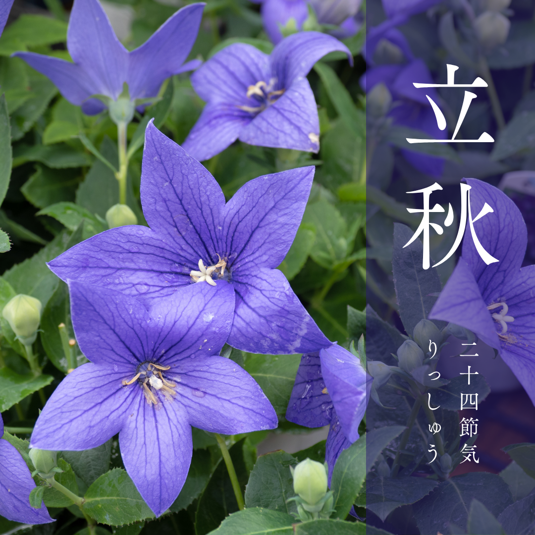 立秋のコピー.png