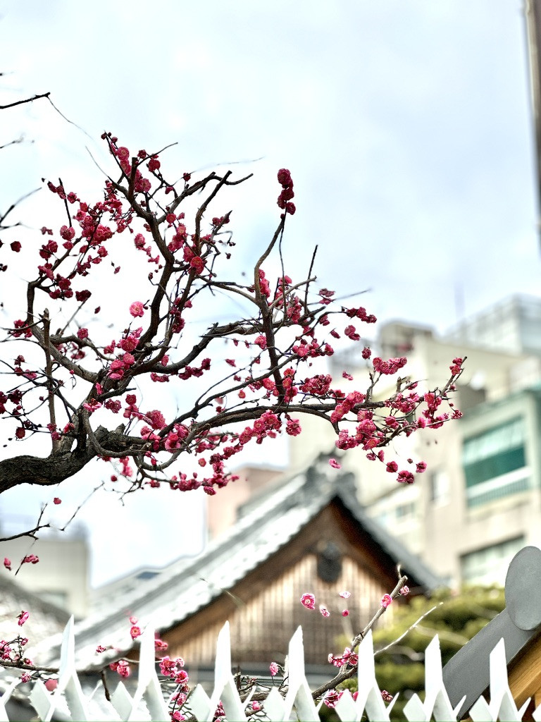 ＊雨水うすい＊