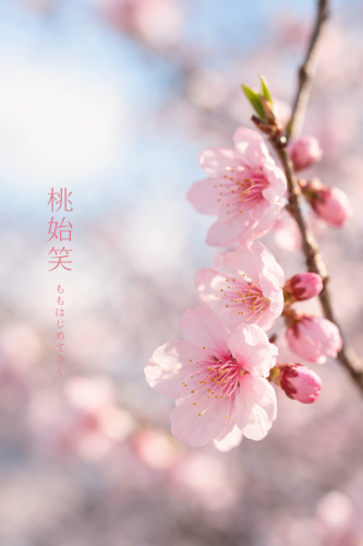 ＊桃始笑＊