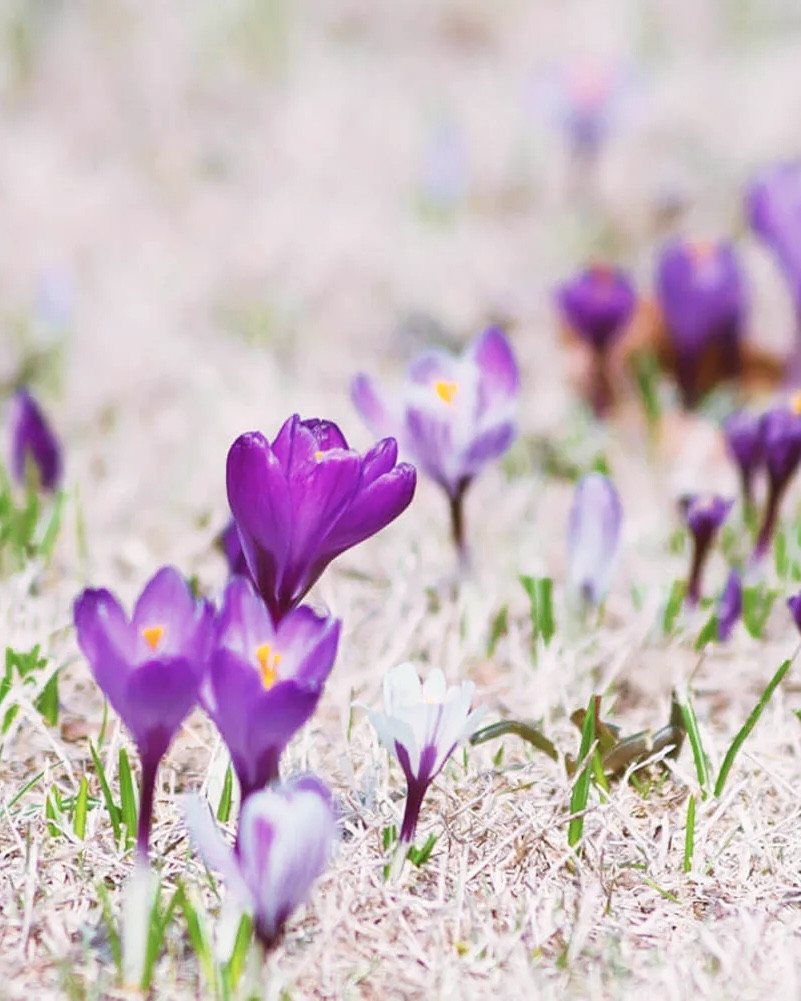 ＊クロッカス＊