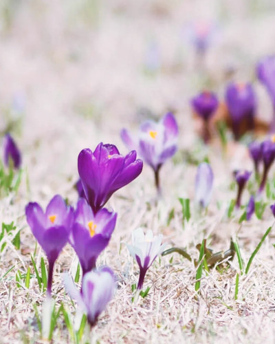 ＊クロッカス＊