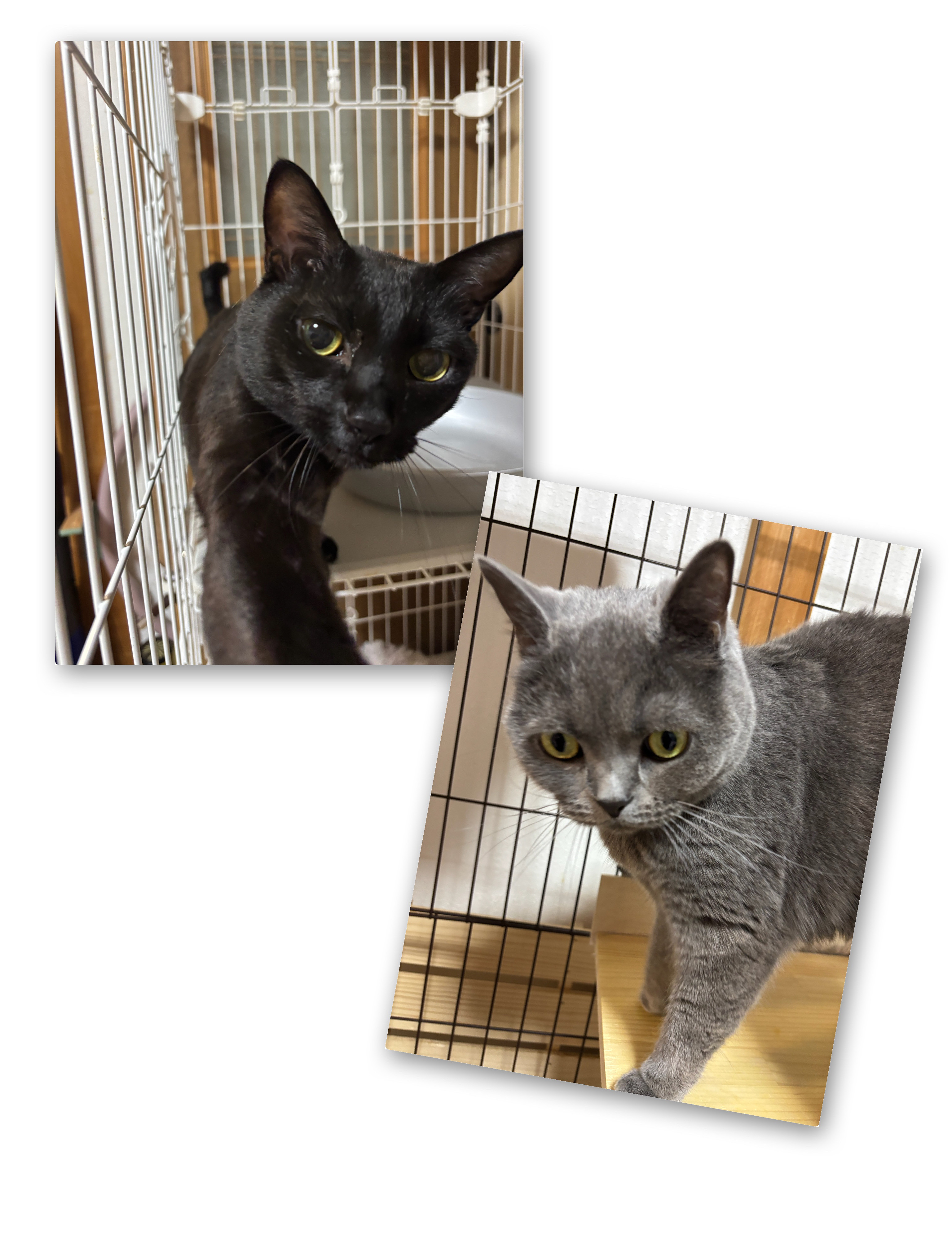 FC8B106D-AAC3-4DE3-AB32-5CAA1BD5DC1D.jpeg