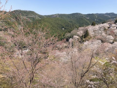 吉野山の山桜.jpeg