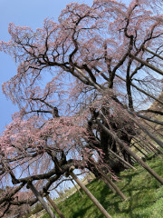 三春の桜.jpeg