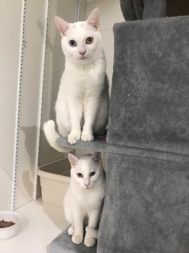双子の白猫ちゃん