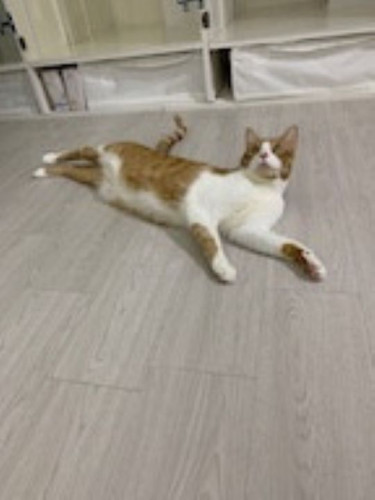 茶白猫のジンジャーちゃん