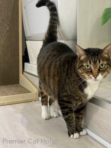 【猫専門ホテル】キジ白の男の子😻