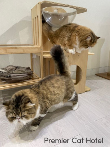 【猫専門ホテル】エキゾチックロングヘアの男の子と女の子😽