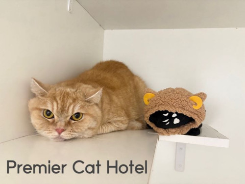 【猫専門ホテル】ミヌエットの男の子😸