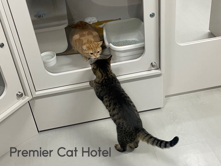 【猫専門ホテル】お友達…❓🧐