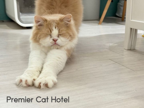 【猫専門ホテル】のびのび、のび～🐈✨