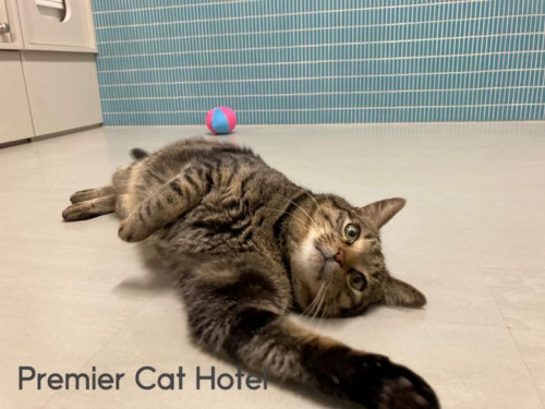 【猫専門ホテル】キジトラの男の子🐈