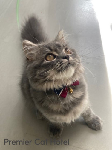 【猫専門ホテル】ラガマフィンの女の子😽