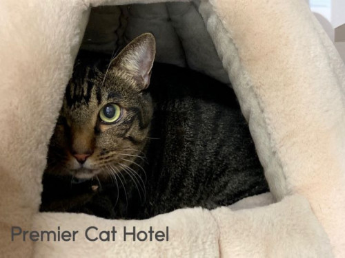 【猫専門ホテル】キジトラの男の子😸