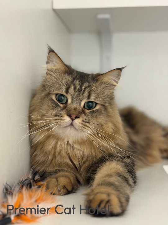 【猫専門ホテル】サイベリアンの男の子😊