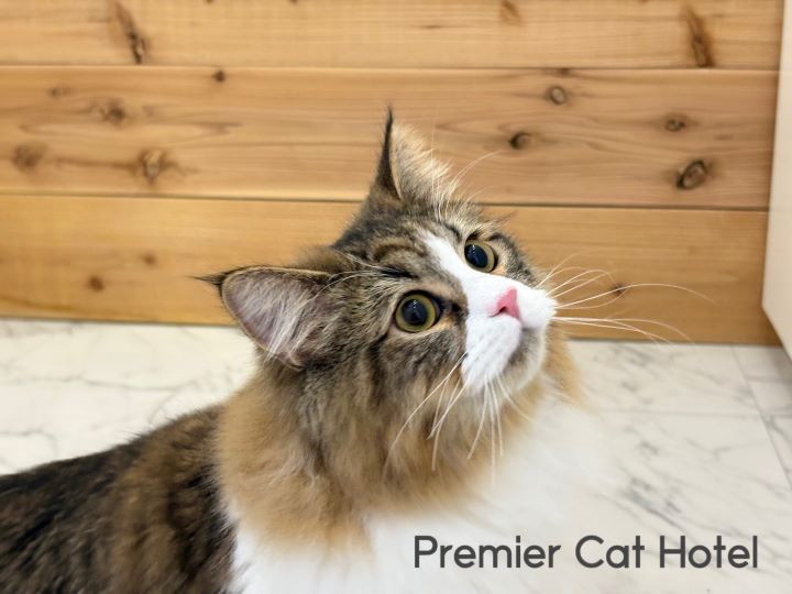 【猫専門ホテル】サイベリアンの男の子✨