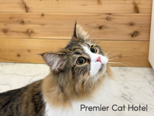 【猫専門ホテル】サイベリアンの男の子✨