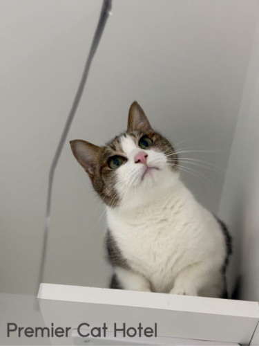 【猫専門ホテル】キジ白の女の子🥰