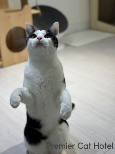 【猫専門ホテル】黒白の女の子😊