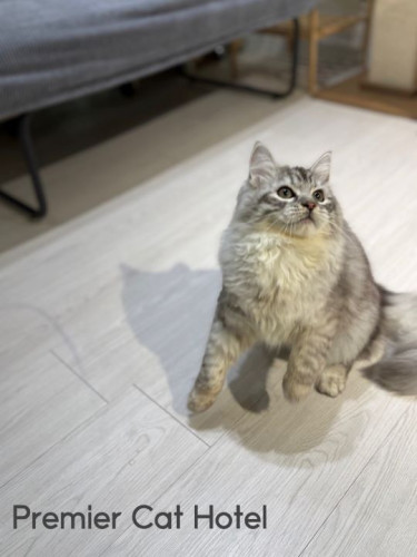【猫専門ホテル】サイベリアンの男の子✨